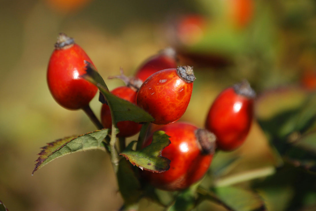 Cold Pressed Rosehip Seed Oil: Your DIY Skincare Ally for Youthful, Toxin-Free Skin